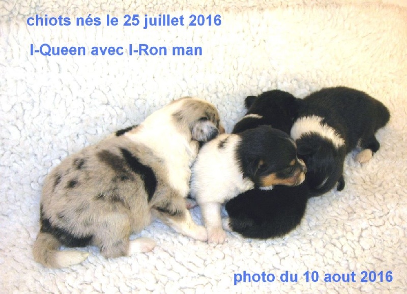 Du mont sorcier - Shetland Sheepdog - Portée née le 25/07/2016