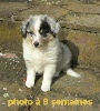 CHIOT