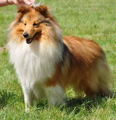 Du mont sorcier - Ludwigshafen 1er CACIB