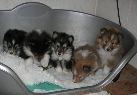 Du mont sorcier - Shetland Sheepdog - Portée née le 02/10/2014